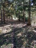 Trail