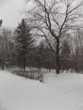 Yard in winter