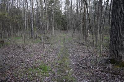 Woodland trail