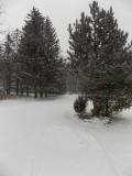 Yard facing south
