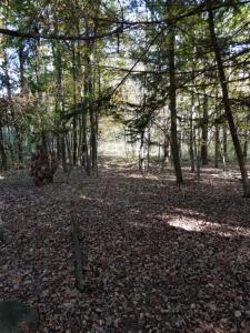 Autum trail scene