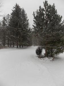 Yard facing south