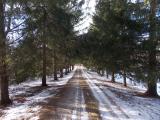Drive tree-lined