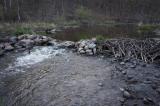 River remnant of beaver dam