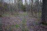 Woodland trail