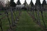 Vineyard