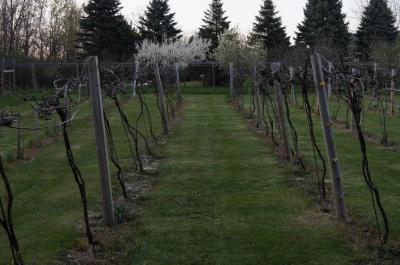 Vineyard