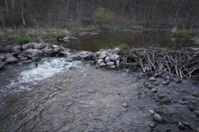 River remnant of beaver dam