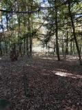 Autum trail scene